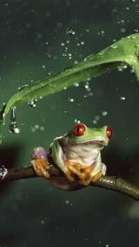 Frog Wallpaper 7