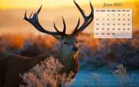 June 2021 Calendar Wallpaper 10