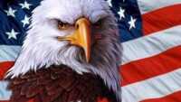 4K American Eagle Wallpaper 9