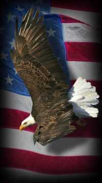 American Eagle Wallpaper 3