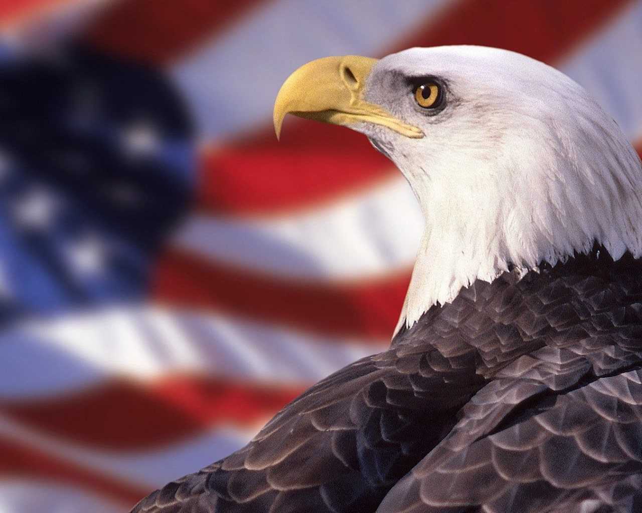American Eagle Wallpapers 1