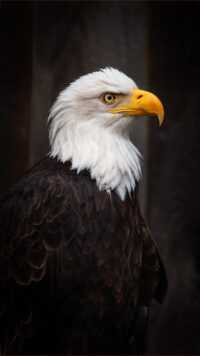 Bald Eagle Wallpaper 1