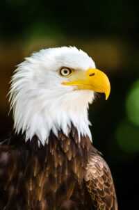 Bald Eagle Wallpaper 8