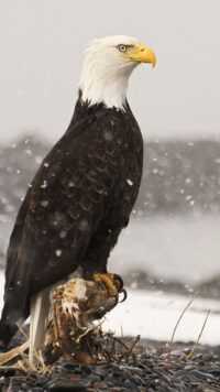 Bald Eagle Wallpaper 6