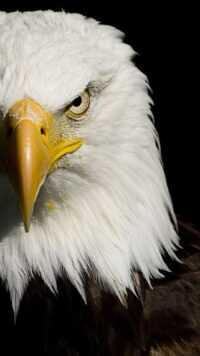 Bald Eagle Wallpaper 3