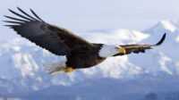 Bald Eagle Wallpaper Desktop 7