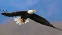 Bald Eagle Wallpaper Desktop 8