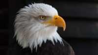 Bald Eagle Wallpaper Desktop 6