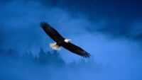Bald Eagle Wallpaper HD 4