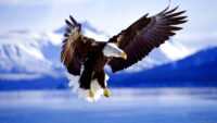 Bald Eagle Wallpaper HD 5