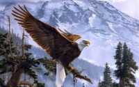 Bald Eagle Wallpaper PC 9