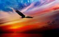 Bald Eagle Wallpaper PC 10