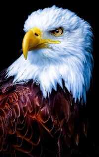 Bald Eagle Wallpaper Phone 7