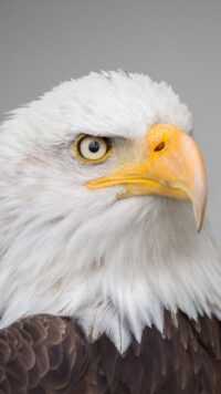 Bald Eagle Wallpaper Phone 8