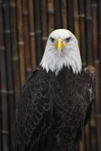 Bald Eagle Wallpaper Phone 6