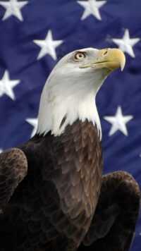 Bald Eagle Wallpaper iPhone 2