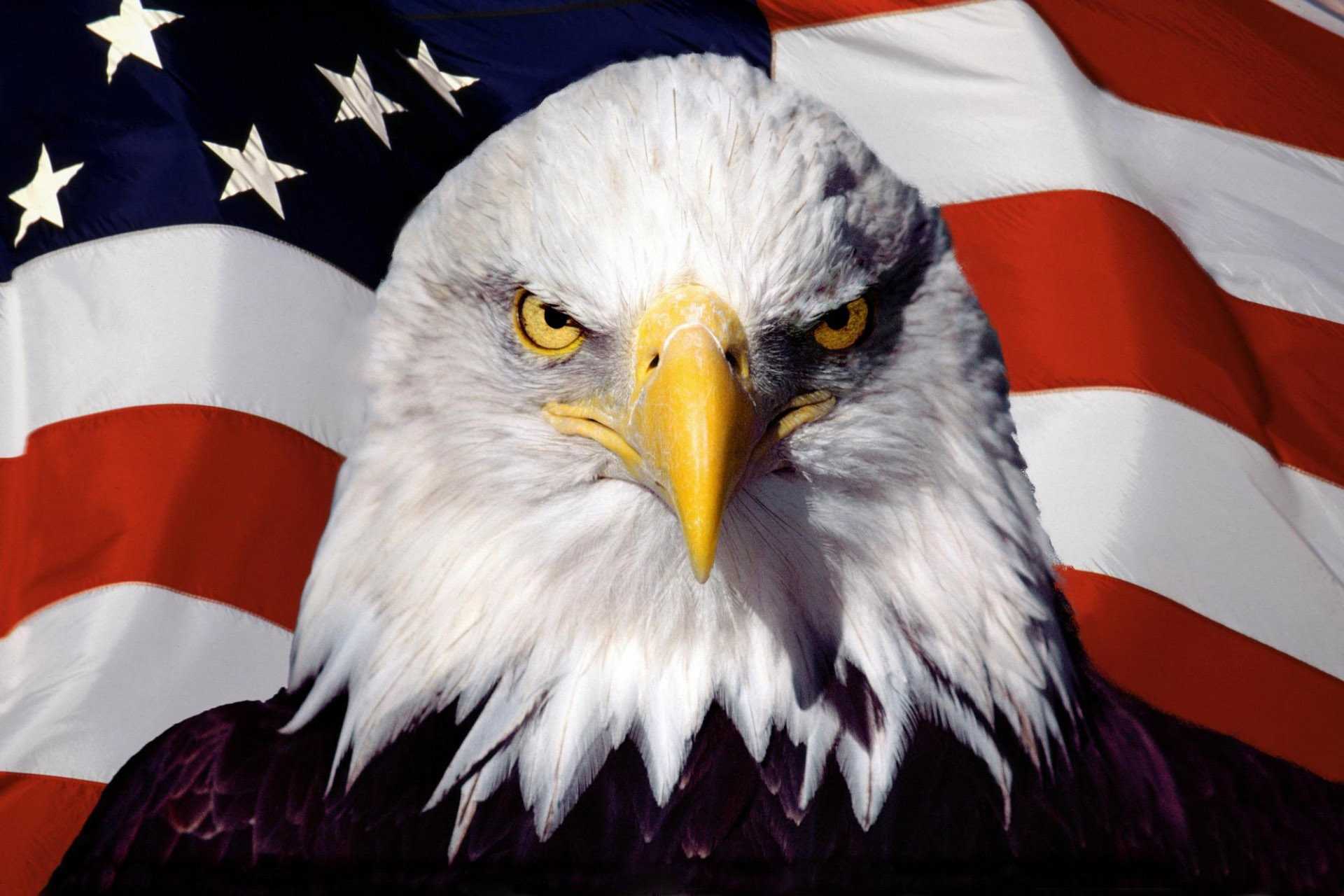 Bald Eagle Wallpapers 1 Bald Eagle Wallpapers 1