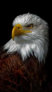 Bald Eagle Wallpapers 4