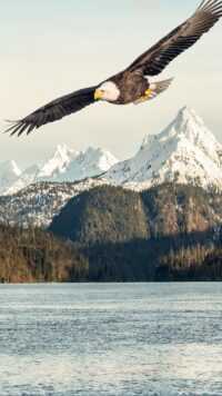 Bald Eagle Wallpapers 5