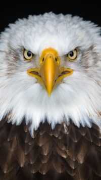 Bald Eagle Wallpapers 3