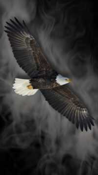 Bald Eagle Wallpapers 2