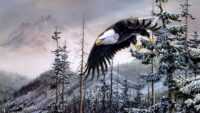 Bald Eagle Wallpapers 1
