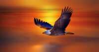 Bald Eagle Wallpapers 10