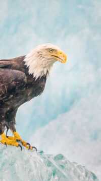 Bald Eagle Wallpapers 8