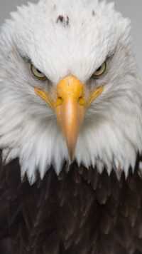 Bald Eagle Wallpapers 7
