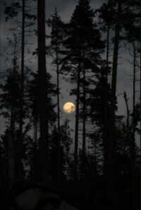 Dark Naturalism Wallpaper 3