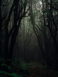 Dark Naturalism Wallpapers 7