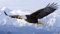 HD Bald Eagle Wallpaper 4