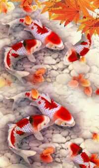 Koi Fish Wallpaper 8
