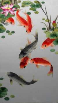 Koi Fish Wallpaper 6