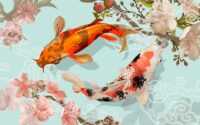Koi Fish Wallpaper 1