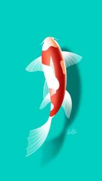Koi Fish Wallpaper 10