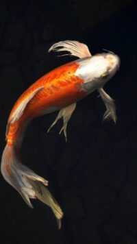 Koi Fish Wallpapers 7