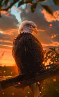 Wallpaper Bald Eagle 9