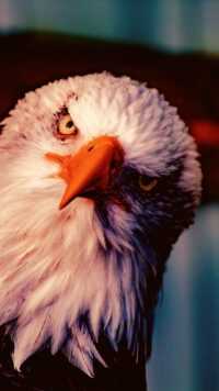 iPhone Bald Eagle Wallpaper 3