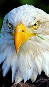 iPhone Bald Eagle Wallpaper 1