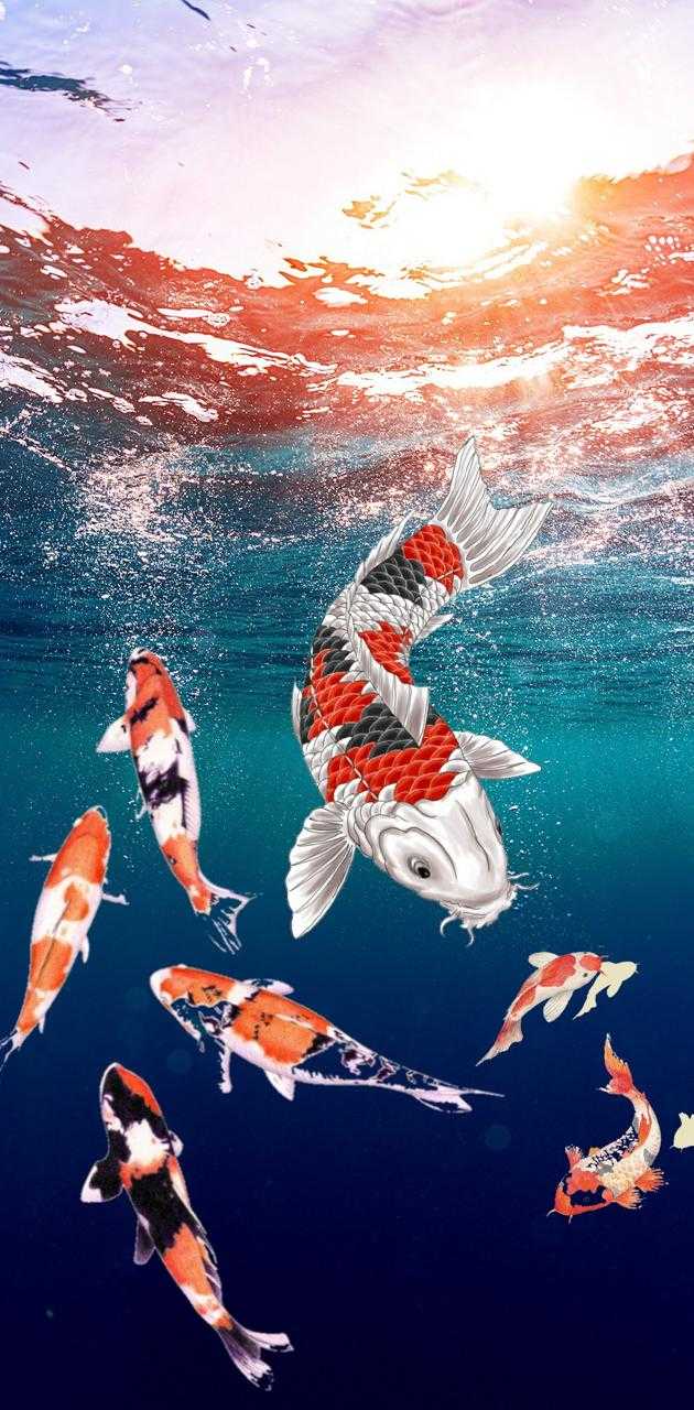 iPhone Koi Fish Wallpaper - KoLPaPer - Awesome Free HD Wallpapers