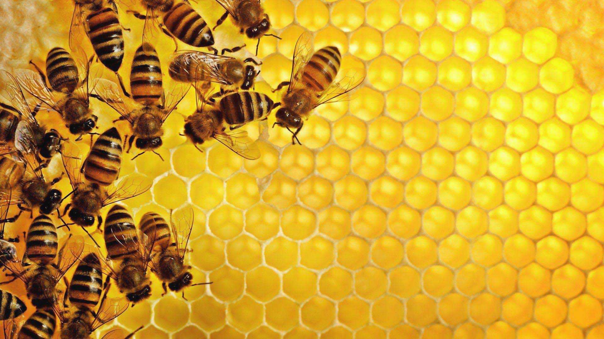 Desktop Bee Wallpaper 1