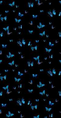 Butterfly Wallpaper 9