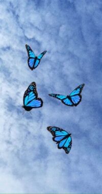 Butterfly Background 6