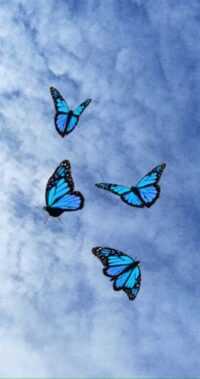 Butterfly Background 2