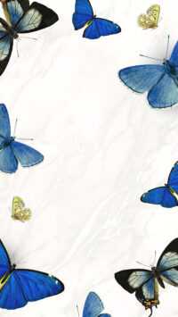 4K Butterfly Wallpaper 1