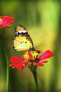 HD Butterfly Wallpaper 7