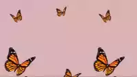 Desktop Butterfly Wallpaper 10