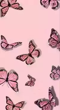 Butterfly Wallpaper 5