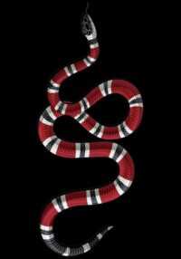 Snake Background 10